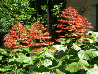 102 998. Indonesia - Bantimurung Water Park - flowers