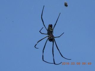 Indonesia village - another big spider above