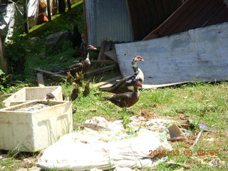 136 998. Indonesia village - birds