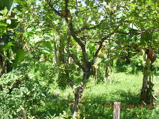 Indonesia village - bats