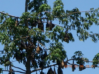 Indonesia village - bats +++