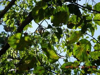 Indonesia village - bats