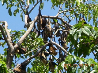 Indonesia village - bats