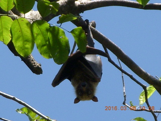 Indonesia village - bat