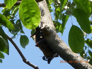 Indonesia village - bats