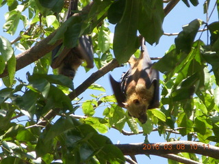 Indonesia village - bats