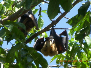 Indonesia village - bat