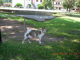 Indonesia - Rotterdam Fort - cat