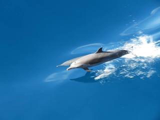 dolphins by Bill Kramer +++
