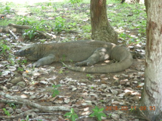 Indonesia - Komodo Island dragon