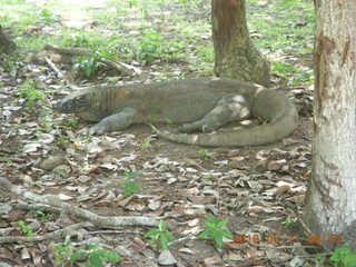 Indonesia - Komodo Island dragon