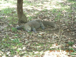 26 99b. Indonesia - Komodo Island dragon