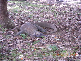 27 99b. Indonesia - Komodo Island dragon