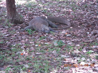 Indonesia - Komodo Island dragon