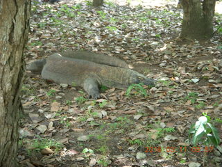 Indonesia - Komodo Island dragon