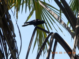 Indonesia - Komodo Island bird