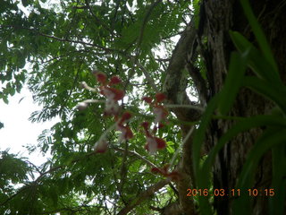 Indonesia - Komodo Island orchid
