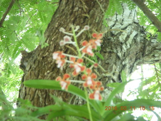 Indonesia - Komodo Island orchid