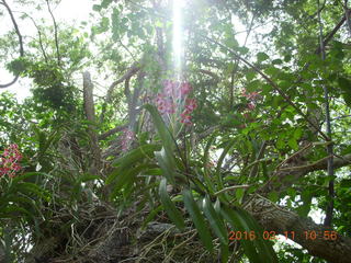 Indonesia - Komodo Island orchid