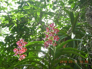 Indonesia - Komodo Island orchid