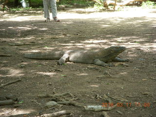 Indonesia - Komodo Island dragon