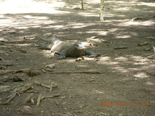 66 99b. Indonesia - Komodo Island dragon