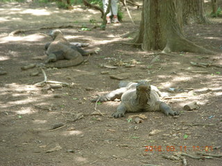 Indonesia - Komodo Island dragons