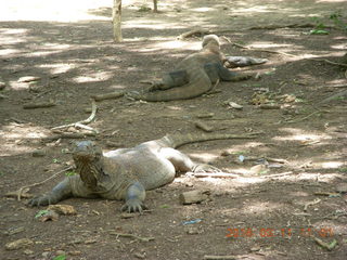 Indonesia - Komodo Island dragons