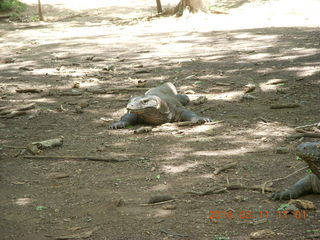 Indonesia - Komodo Island dragon