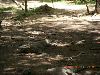 Indonesia - Komodo Island dragon