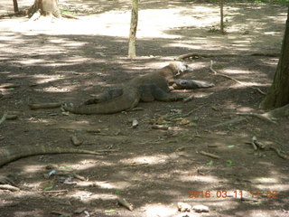 71 99b. Indonesia - Komodo Island dragon