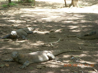 Indonesia - Komodo Island dragons