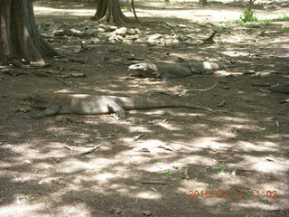 73 99b. Indonesia - Komodo Island dragons