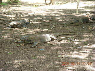 74 99b. Indonesia - Komodo Island dragons +++