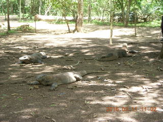 75 99b. Indonesia - Komodo Island dragons