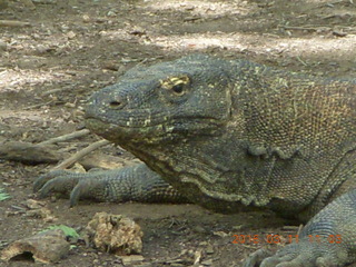 Indonesia - Komodo Island dragon close up