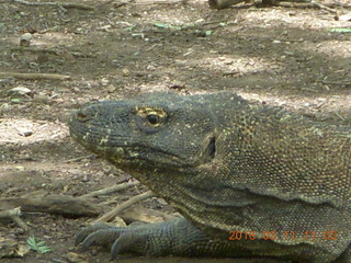 Indonesia - Komodo Island dragon close up