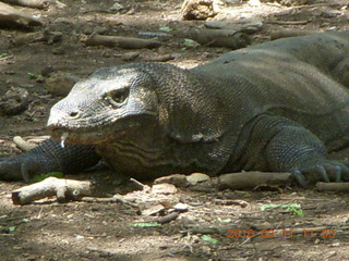 Indonesia - Komodo Island dragon close up +++