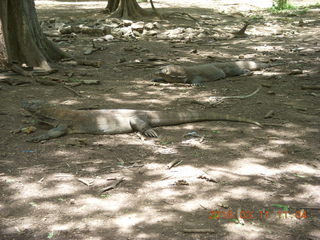 Indonesia - Komodo Island dragons