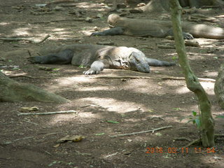 Indonesia - Komodo Island dragons