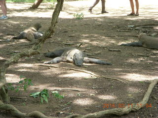 81 99b. Indonesia - Komodo Island dragons