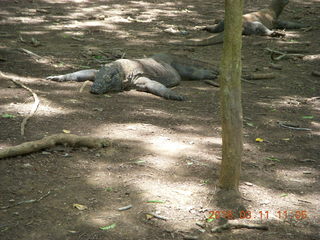 84 99b. Indonesia - Komodo Island dragon