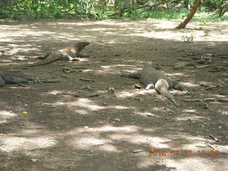 85 99b. Indonesia - Komodo Island dragons