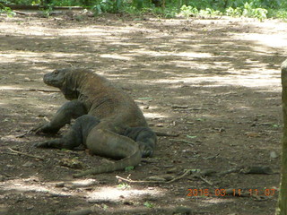 Indonesia - Komodo Island dragon close up