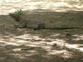 Indonesia - Komodo Island dragon close up