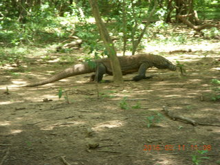 Indonesia - Komodo Island dragon walking