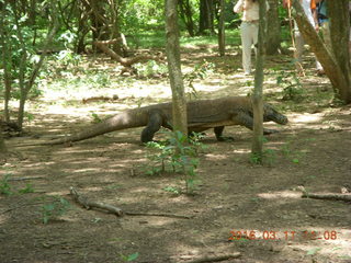 Indonesia - Komodo Island dragon walking