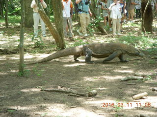 Indonesia - Komodo Island dragon walking