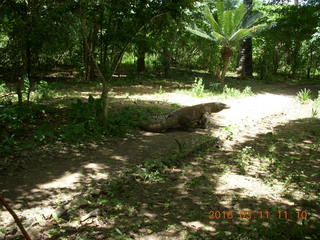 Indonesia - Komodo Island dragons