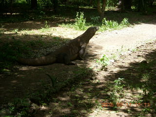 Indonesia - Komodo Island dragon